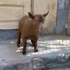 معزه قزميه