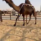 للبيع ضروبة كفو