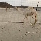 بكره مهجنه طيبه