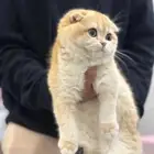 سكوتش تربل فولد قولد للتزاوج