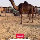 للبيع بكره مفروده كفو