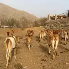 بقر مراح 28