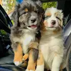 جراوي استراليان شيبرد من روسيا