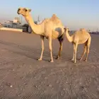 عشار تحته قعود الديس طيب وعلى جميع الشروط الموقع حفر البطن