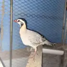 قهابا