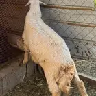 بسم الله مشاء الله خروف جذع للبيع