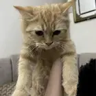 بيع قطه