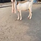 مشروع فحل حجازي من النوادر