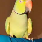 ببغاء درة ذكر اليف