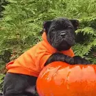 جرو كين كورسو وسيم جدا جدا