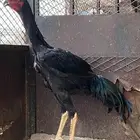 شامو الماني