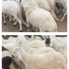 مطلوب. ضأن. حريات. طيبه. مقاني. 60. رأس.