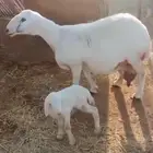 حريه متتبع فاخره