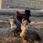 دجاج براهمه ثلاث دجاج وديك شرط بياض