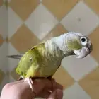 كنيور أناناس اليف جدآ وهدد نشبة ومتكلم