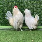 دجاج بوم بوران ثلجي