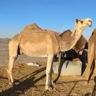 ناقة ضريبة