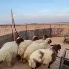 للبيع نعيم. كلهن يوجد. تفريد ذبائح