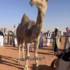 نقل شرايح البل