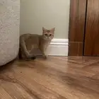 مطلوب ذكر (الخبر-الدمام-الجبيل)