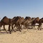 ذود ابل صفر كككفو وطيبه للبيع