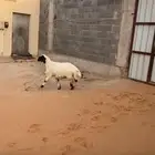 خروف