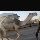 قعود باتلي