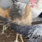 ديوك بلدي يوجد ذبح