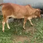 خبشه للبيع