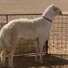 خروف حري صنف رباع مشروط