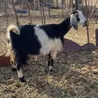 عنز مضرع دافع