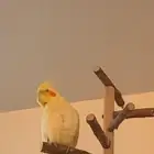 انثى كروان مكافئه لمن يجدها