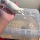 فرخ روز و روز مفطوم