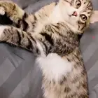 ذكر بعمر ثلاث شهور لتبني
