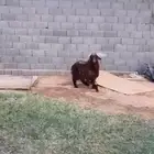خروف