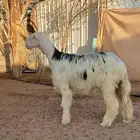 رخل نجديه