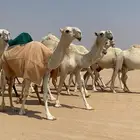 ابل ذود وضح كفو وطيبه للبيع