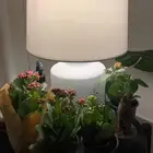 نبات طبيعي داخلي كلانشو جاهز للإهداء   يتحمل ويعيش