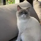 قط مفقود