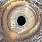 حمام باكستاني