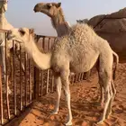 خلفه
