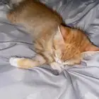قط انثى ل التبني