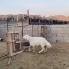 فحل صنف عمره اقل من سبع شهور