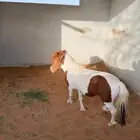 فحل سيسي