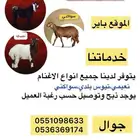 ذبايح للبيع