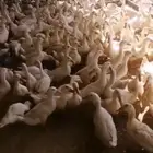 للبيع بط بكيني عمر 3 شهور