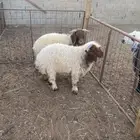 خرفان نعيمي بلدي للبيع