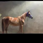 مهرتين شعبيات. أعمارهم. سنه