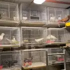 أقفاص مقاس 601