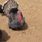 ديك رومي يوجد ذبح